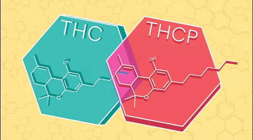 Was ist Thc-p und wie ist seine Geschichte?