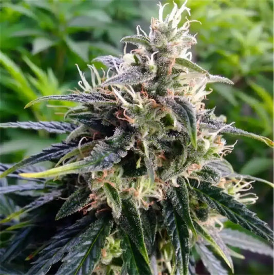 NORTHERN LIGHT AUTO