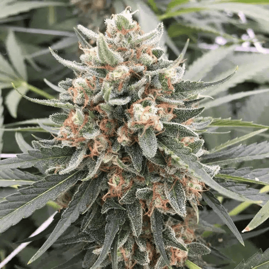 TANGIE